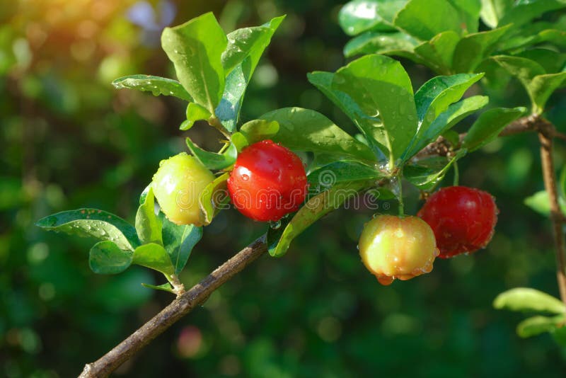 L'cherrythai acerola organique ou fruits frais de cerises d'acerola sur la haute vitamine C d'arbre et les fruits antioxydants