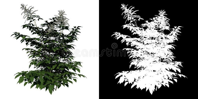 Vue Avant De La Plante (vétiver Chrysopogon Zizanioides) Arbre Fond Blanc  Rendu 3D Illustration 3D Banque D'Images et Photos Libres De Droits. Image  168488595