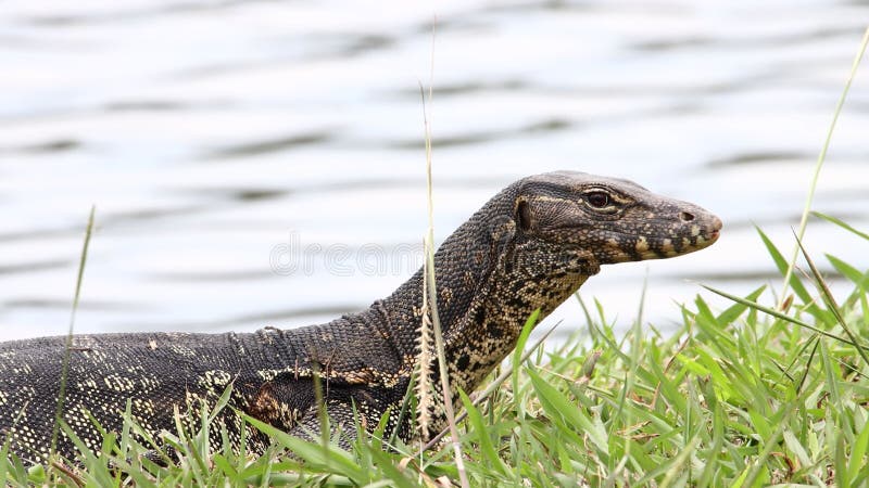 L'eau asiatique de lézard monitor surveiller également autochtone commun de lézard de varanid de moniteur d'eau le grand à l'Asie banque de vidéos