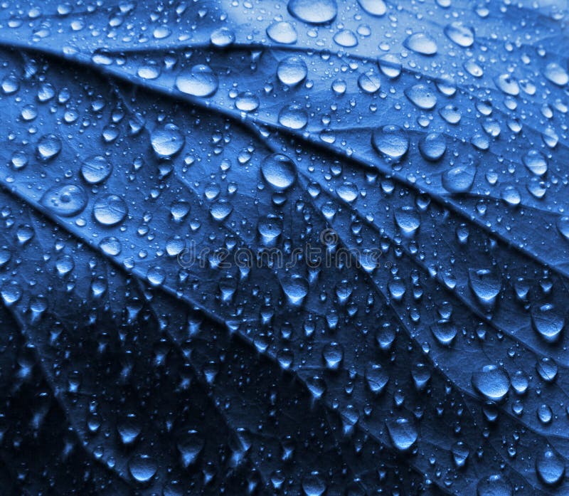 Fresh Water Drops on Blue Plant Leaf. Fresh Water Drops on Blue Plant Leaf