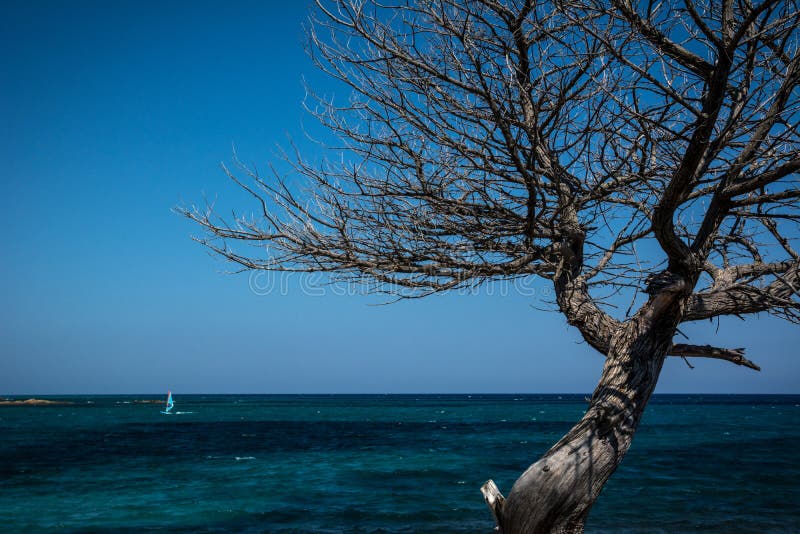 L'eau bleue de turquoise et défeuillent l'arbre en Sardaigne, Italie images libres de droits L'eau bleue de turquoise et défeuillent l'arbre en Sardaigne, Italie images libres de droits