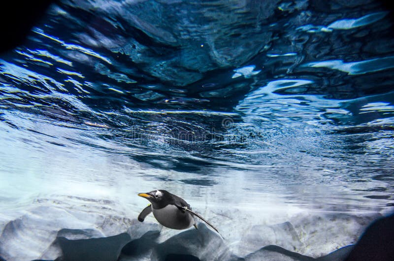 L'eau d'océan avec la natation du Roi Penguin dans la distance photo stock L'eau d'océan avec la natation du Roi Penguin dans la distance photo stock