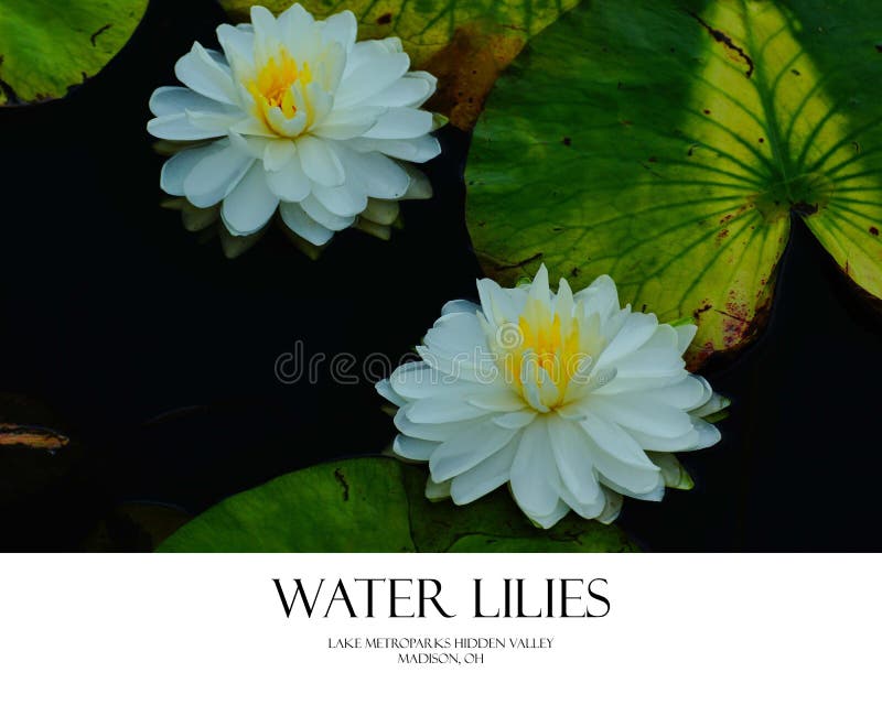 L'eau Lillies photos stock L'eau Lillies photos stock