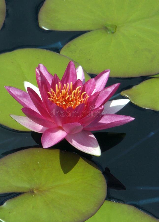 L'eau Lilly photos stock