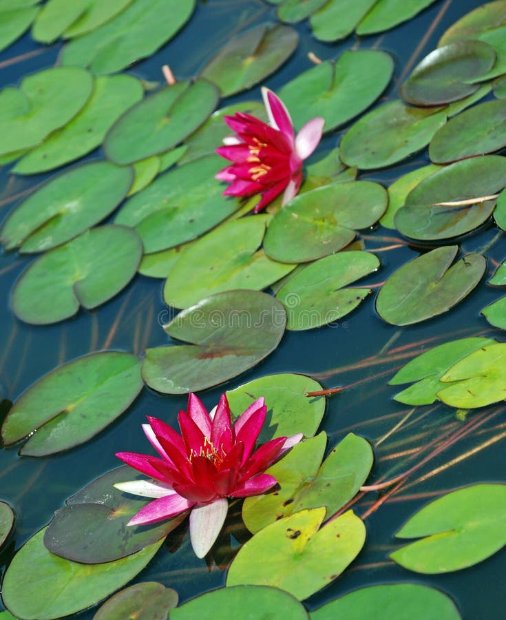 L'eau rose Lillies images libres de droits L'eau rose Lillies images libres de droits