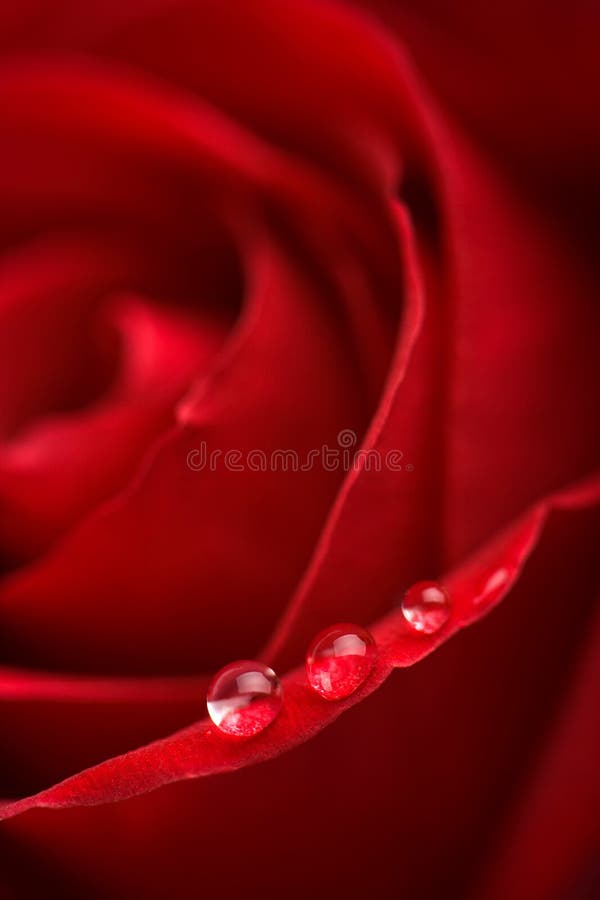 l'eau rose rouge de gouttelettes beatuful photos stock l'eau rose rouge de gouttelettes beatuful photos stock