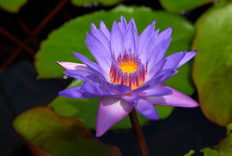 L'eau violette lilly dans l'étang avec les feuilles vertes au fond photo libre de droits L'eau violette lilly dans l'étang avec les feuilles vertes au fond photo libre de droits