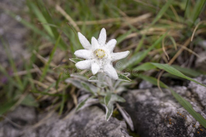 L'edelweiss a Protégé La Fleur Rare Dans Les Montagnes De Tatra Photo stock  - Image du montagnes, alpestre: 127385960