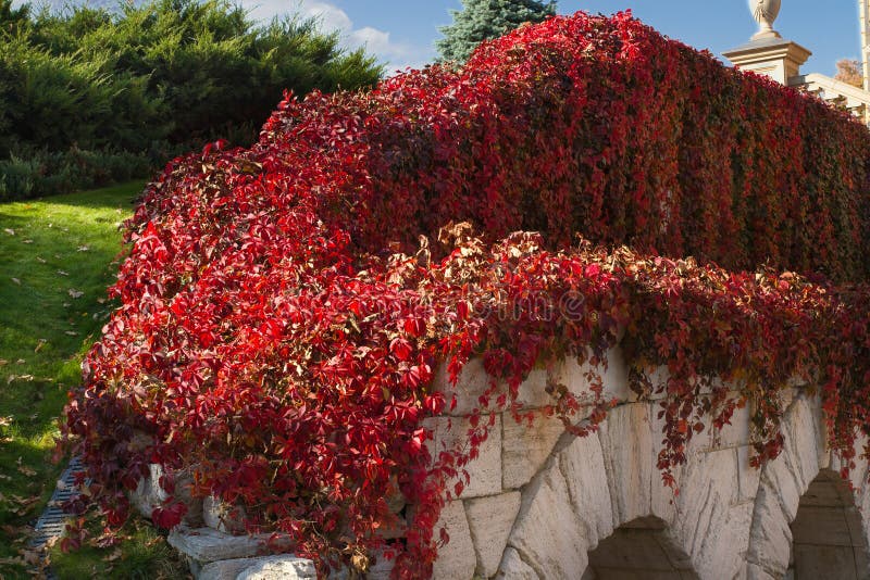 L'edera autunnale rossa lascia Virginia Creeper su un muro nel parco Paesaggio d'autunno immagini stock L'edera autunnale rossa lascia Virginia Creeper su un muro nel parco Paesaggio d'autunno immagini stock