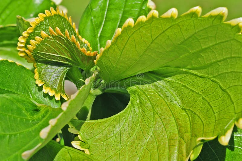 L'effet de tourbillonnement d'une feuille de Kalanchoe photographie stock libre de droits L'effet de tourbillonnement d'une feuille de Kalanchoe photographie stock libre de droits