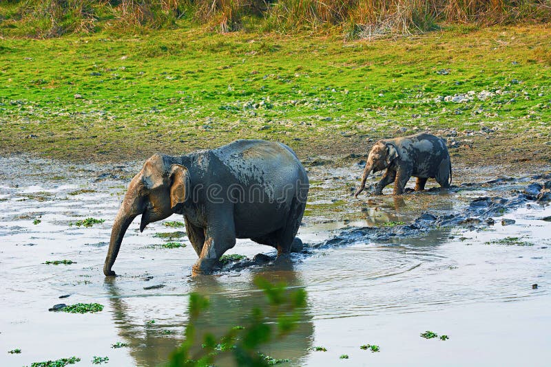 L'elefante asiatico o asiatico, elephas maximus immagini stock L'elefante asiatico o asiatico, elephas maximus immagini stock