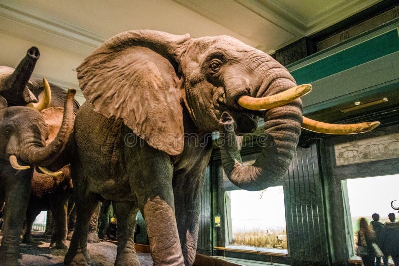 L'elefante modella a Corridoio dei mammiferi africani del museo americano di storia naturale AMNH - New York, U.S.A.