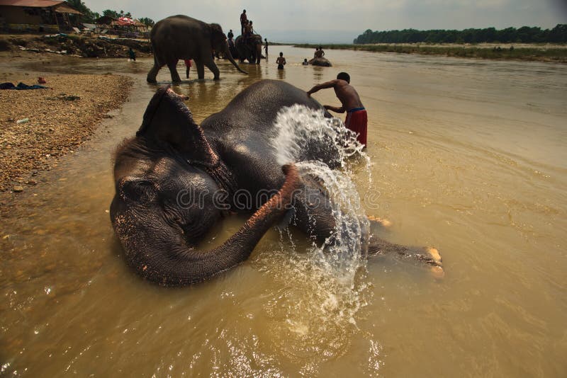 L'elefante Squirts l'acqua della risciacquatura durante il bagno in fiume