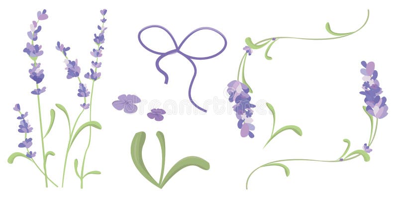 L'ensemble de lavande fleurit des ?l?ments Illustration botanique La collection de lavande fleurit sur un fond blanc Vecteur illustration libre de droits L'ensemble de lavande fleurit des ?l?ments Illustration botanique La collection de lavande fleurit sur un fond blanc Vecteur illustration libre de droits