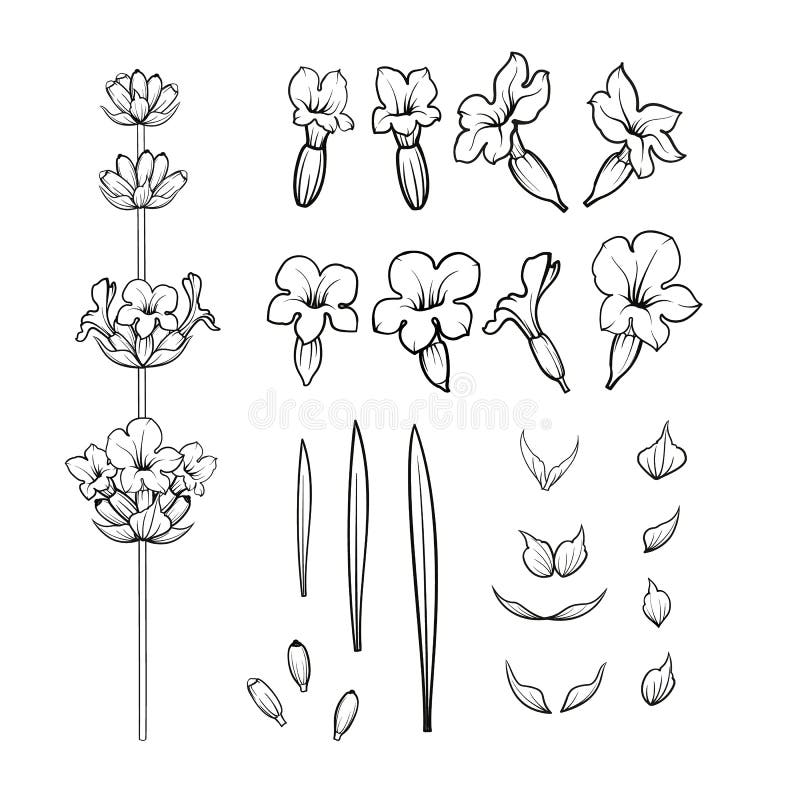 L'ensemble de lavande fleurit des éléments illustration stock L'ensemble de lavande fleurit des éléments illustration stock