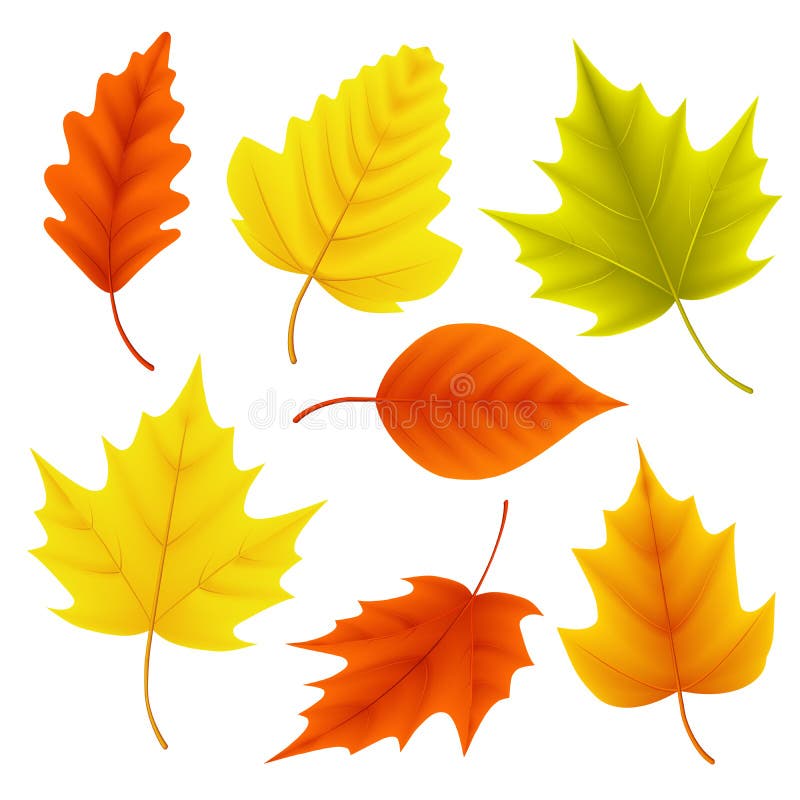 L'ensemble de vecteur de feuilles d'automne pour les éléments saisonniers de chute avec l'érable et le chêne poussent des feuille illustration de vecteur