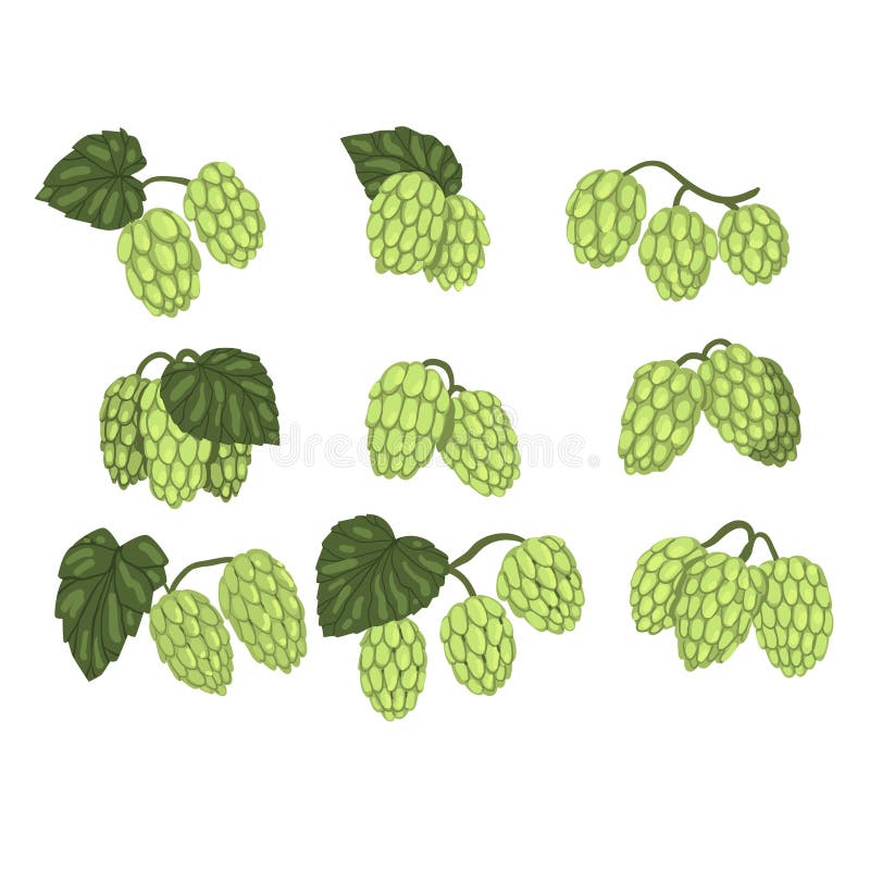 L'ensemble tiré par la main de vecteur de houblon en cônes vert s'embranche avec des feuilles Secteur de la brasserie Élément nat illustration libre de droits L'ensemble tiré par la main de vecteur de houblon en cônes vert s'embranche avec des feuilles Secteur de la brasserie Élément nat illustration libre de droits