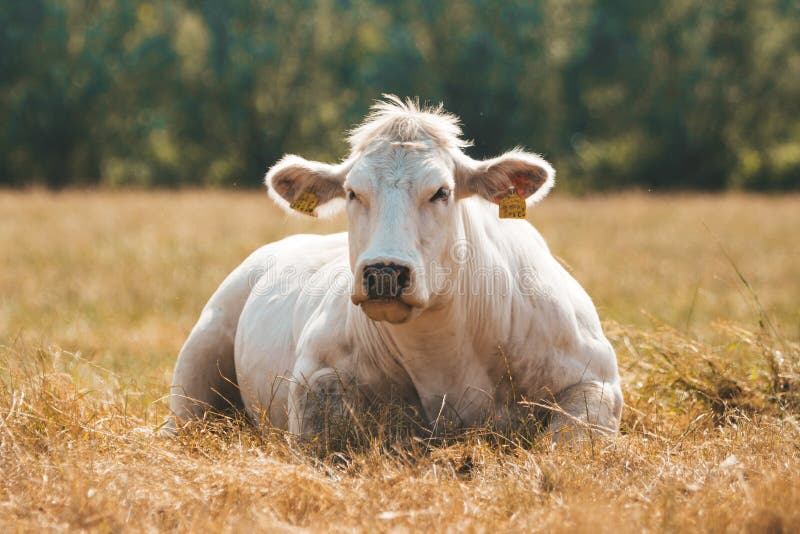 L'erba di mucca blu belgiana de la moyenne et haute belgique è deposta e si sta rilassando sul fieno