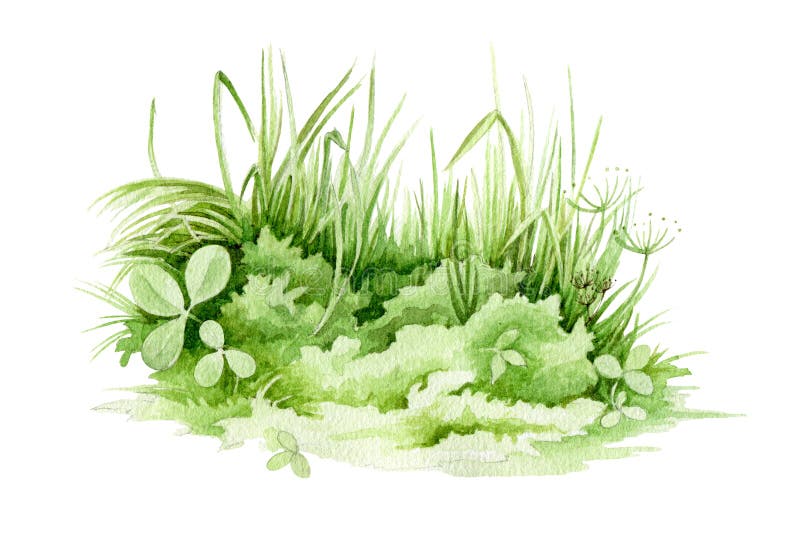 L'erba verde chiude l'illustrazione di colore dell'acqua Erba di pascolo — elemento di prato Sfondo di trifoglio, erbe fresche e illustrazione di stock