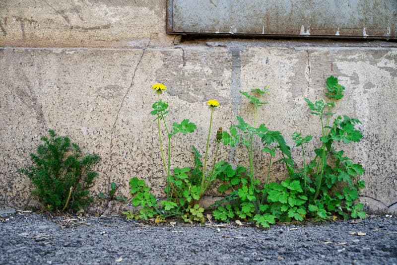 L'erba verde ed il dente di leone giallo si sviluppano attraverso l'asfalto dal fondamento, contro la parete di vecchia casa con immagini stock L'erba verde ed il dente di leone giallo si sviluppano attraverso l'asfalto dal fondamento, contro la parete di vecchia casa con immagini stock