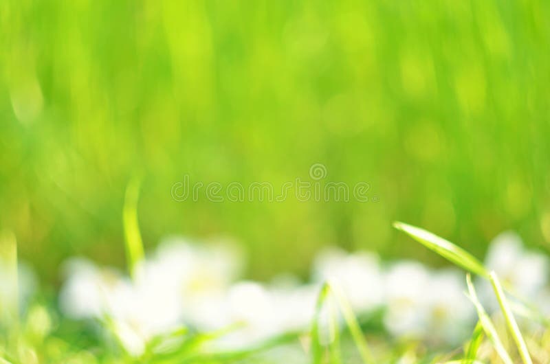 L'erba verde naturale con i fiori bianchi ha offuscato il fondo immagine stock libera da diritti L'erba verde naturale con i fiori bianchi ha offuscato il fondo immagine stock libera da diritti