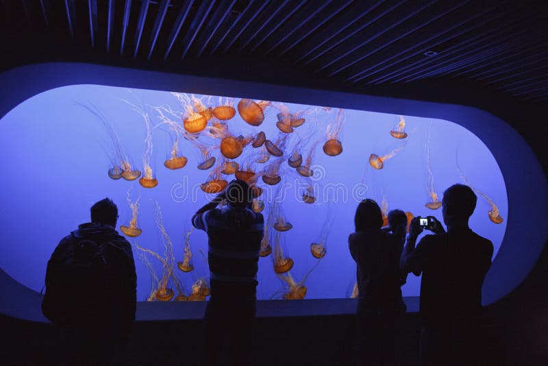 L'esposizione delle meduse, acquario della baia del Monterey