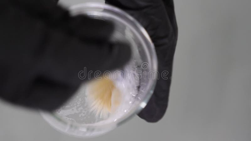 L'estetista applica la schiuma stock footage