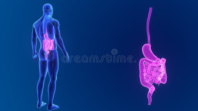 L'estomac et l'intestin bourdonnent avec les organes et l'appareil circulatoire