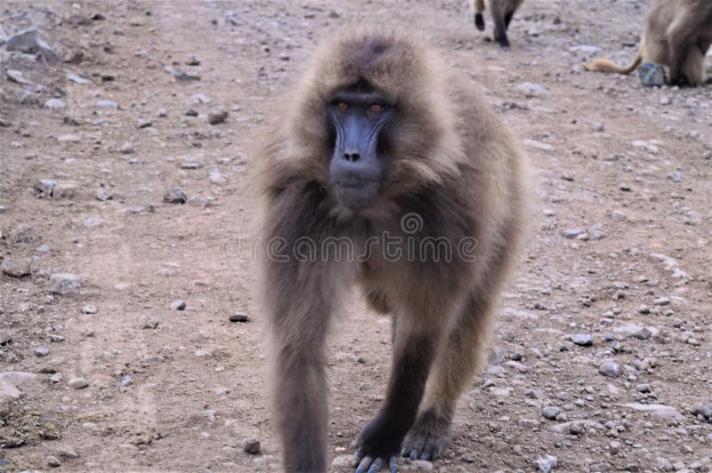 l'ethiopie Gelada est des espèces rares de primat image stock l'ethiopie Gelada est des espèces rares de primat image stock