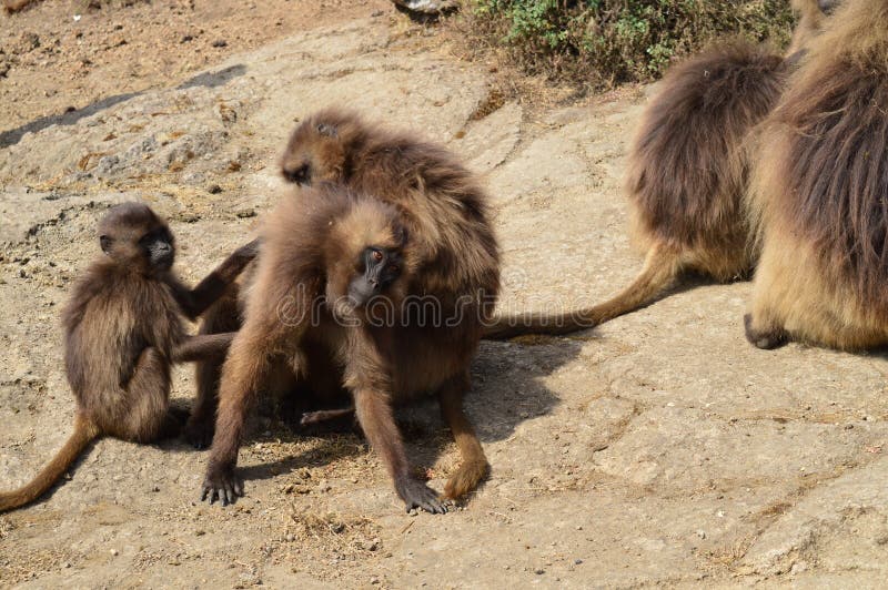 l'ethiopie Gelada est des espèces rares de primat images libres de droits l'ethiopie Gelada est des espèces rares de primat images libres de droits