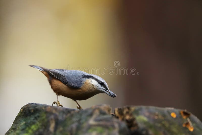 Oiseau De Chanson De Sittelle Avec La Graine De Tournesol