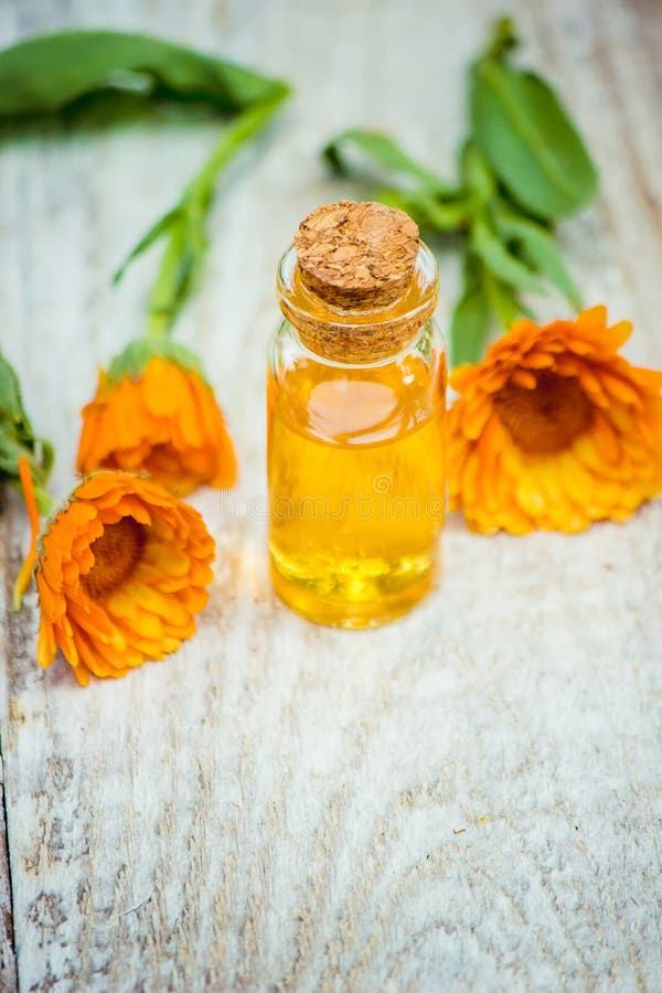 L'extrait de calendula Plantes médicinales photo stock L'extrait de calendula Plantes médicinales photo stock