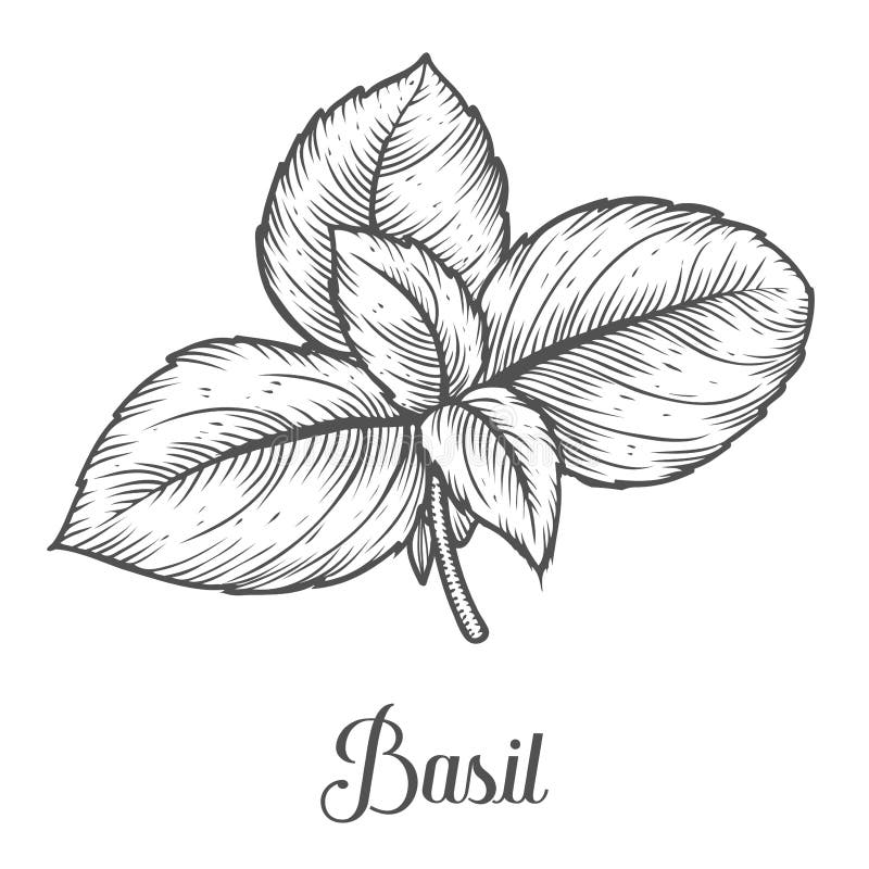 L'herbe fraîche de Basil laisse à vecteur d'usine l'illustration tirée par la main sur le fond blanc illustration stock L'herbe fraîche de Basil laisse à vecteur d'usine l'illustration tirée par la main sur le fond blanc illustration stock