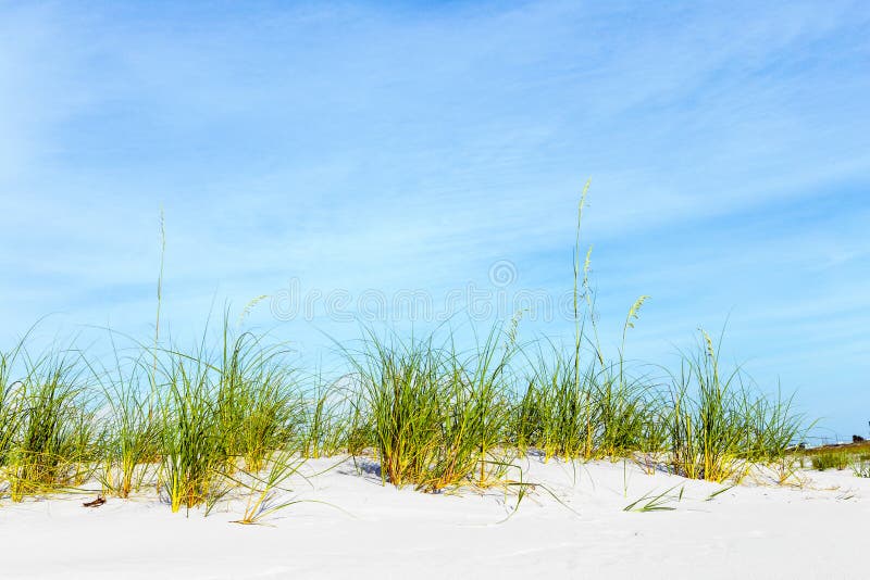 L'herbe se développe à la dune à une belle plage images libres de droits L'herbe se développe à la dune à une belle plage images libres de droits
