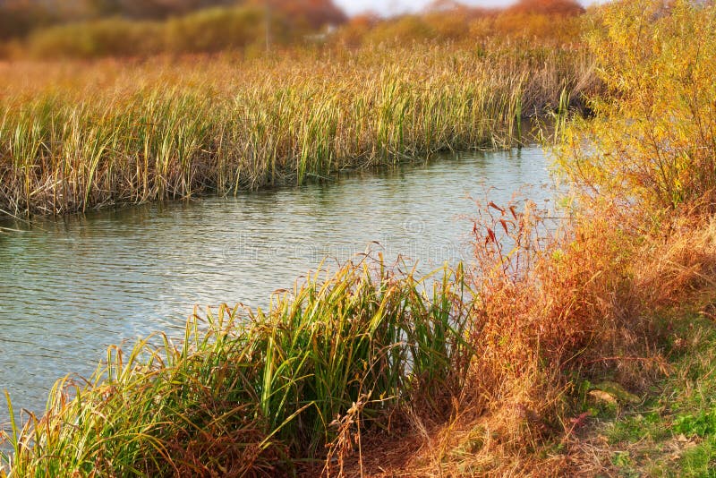 L'herbe sèche d'automne de bannière de berge naturelle de paysage couvre de chaume le fond brouillé de foyer sélectif de nature d photographie stock libre de droits L'herbe sèche d'automne de bannière de berge naturelle de paysage couvre de chaume le fond brouillé de foyer sélectif de nature d photographie stock libre de droits