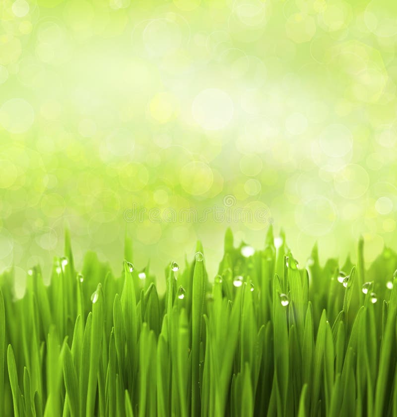 L'herbe verte avec de l'eau relâche/fond abstraite photographie stock L'herbe verte avec de l'eau relâche/fond abstraite photographie stock