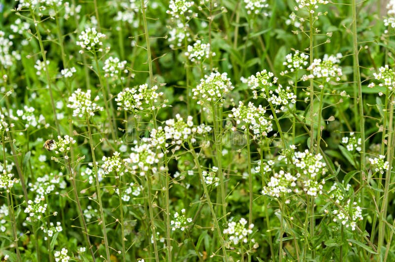 309 Photos de Mauvaise Herbe De Fleur Blanche - Photos de stock gratuites  et libres de droits de Dreamstime