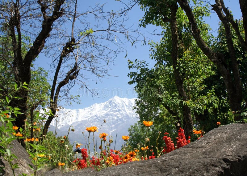 L'Himalaya di Dharamsala e fioriture arancioni dei fiori fotografie stock libere da diritti L'Himalaya di Dharamsala e fioriture arancioni dei fiori fotografie stock libere da diritti