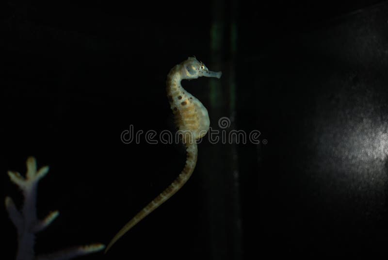 L'hippocampe dans l'aquarium vit dans l'obscurité complète images libres de droits L'hippocampe dans l'aquarium vit dans l'obscurité complète images libres de droits