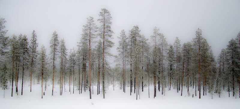 l'hiver brumeux de forêt photos stock l'hiver brumeux de forêt photos stock