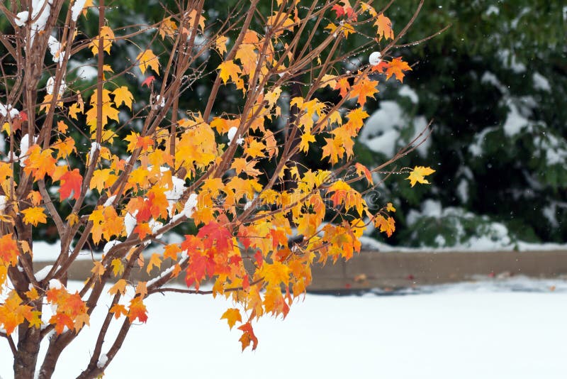 Winter precipitation arrives early, covering tree leaves with soft white wet heavy snow . Winter precipitation arrives early, covering tree leaves with soft white wet heavy snow .