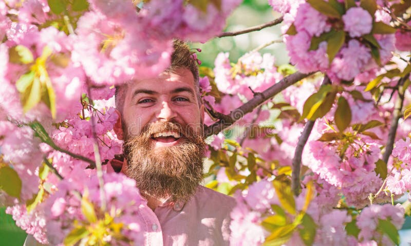 L'homme barbu avec la coupe de cheveux ?l?gante avec Sakura fleurit sur le fond Hippie dans la chemise rose pr?s de la branche de photo stock L'homme barbu avec la coupe de cheveux ?l?gante avec Sakura fleurit sur le fond Hippie dans la chemise rose pr?s de la branche de photo stock