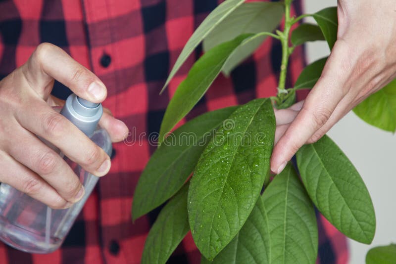 L'homme prend soin des feuilles d'avocat ? la maison photo libre de droits L'homme prend soin des feuilles d'avocat ? la maison photo libre de droits