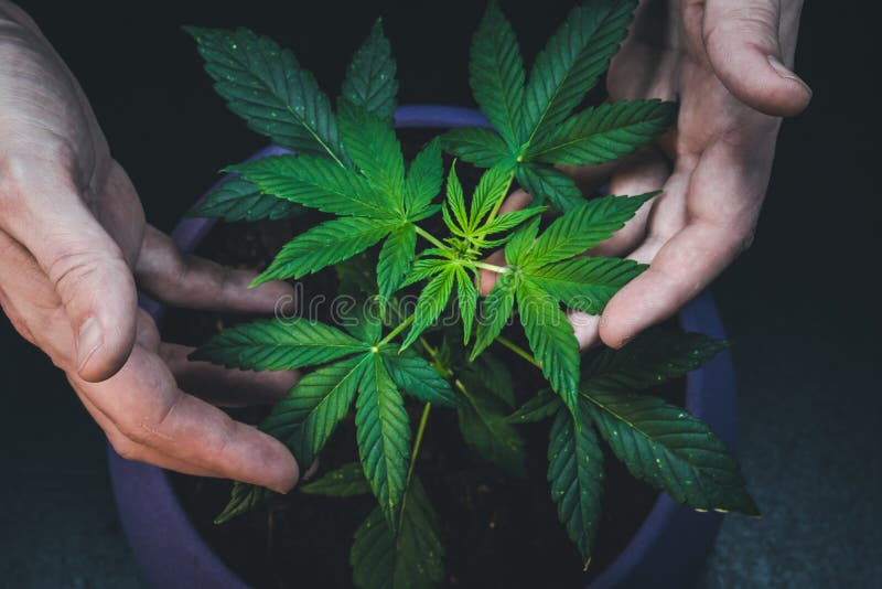 L'homme tient des feuilles d'usine de marijuana médicale Cannabis s'élevant d'intérieur photos libres de droits L'homme tient des feuilles d'usine de marijuana médicale Cannabis s'élevant d'intérieur photos libres de droits