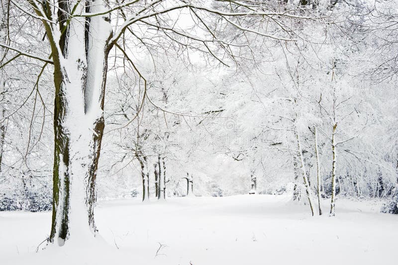 L'horizontal de l'hiver par la neige a couvert la forêt photos stock L'horizontal de l'hiver par la neige a couvert la forêt photos stock