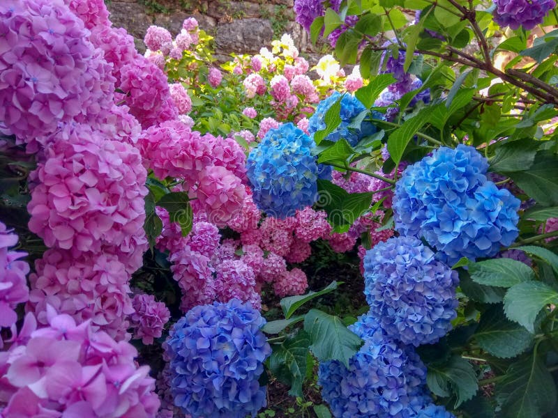 L'hortensia est rose, bleu, violet, les buissons pourpres des fleurs fleurissent au printemps et été au coucher du soleil dans le photographie stock L'hortensia est rose, bleu, violet, les buissons pourpres des fleurs fleurissent au printemps et été au coucher du soleil dans le photographie stock