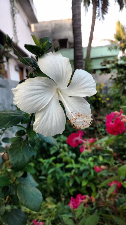 Ibiscus: Esposizione, Cura E Potatura Di Questa Meravigliosa Pianta - Foto 6