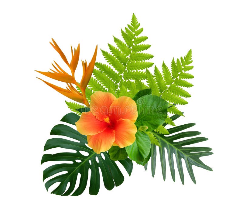 Tropical hibiscus and Strelitzia reginae flowers on green monstera and fern leaves plant bush isolated on white background. Tropical hibiscus and Strelitzia reginae flowers on green monstera and fern leaves plant bush isolated on white background