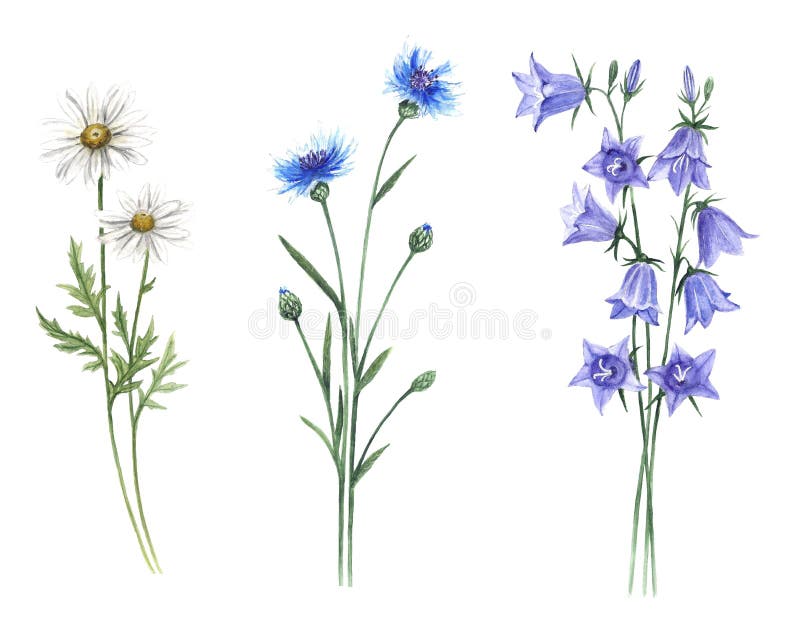 L'illustrazione botanica dell'acquerello dei Wildflowers lascia l'insieme dell'estate della molla del lupino del dente di leone d illustrazione vettoriale