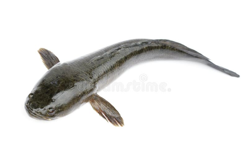 L'image du snakehead rayé pêchent d'isolement sur le fond blanc, Animaux aquatiques